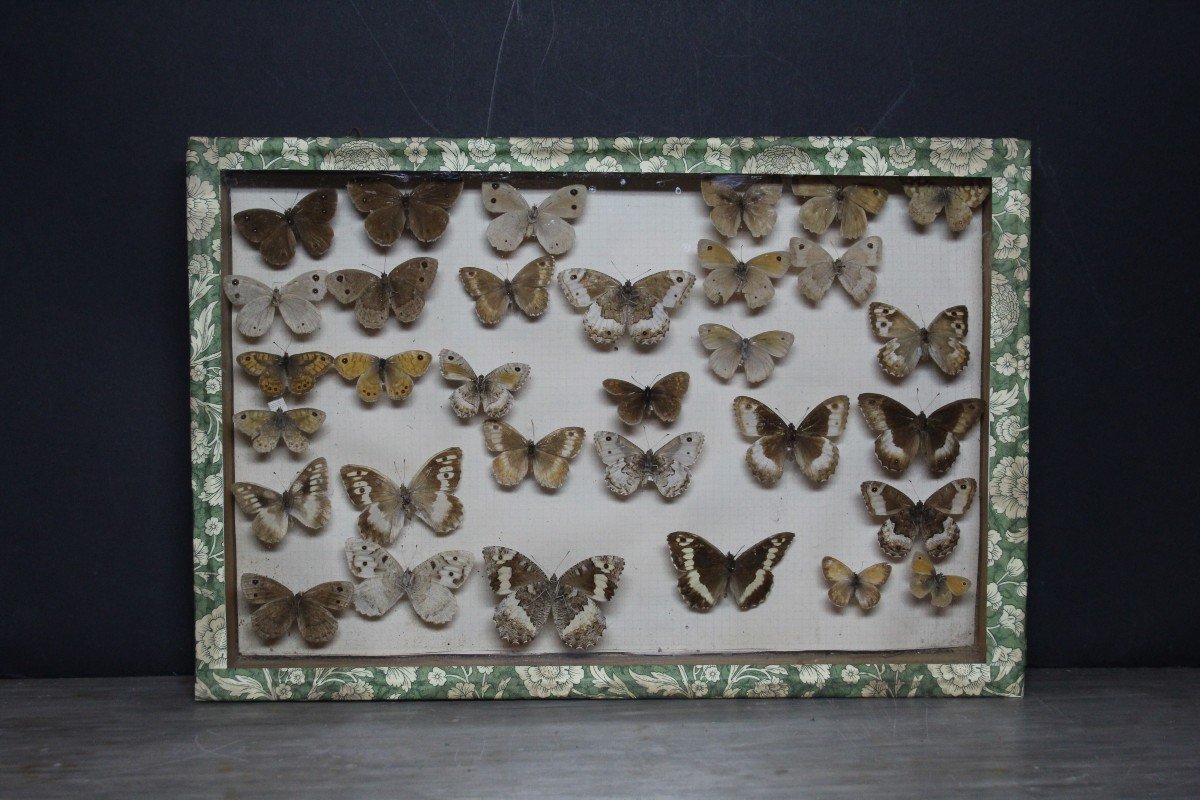 Grande Collection Entomologique Vintage-photo-8