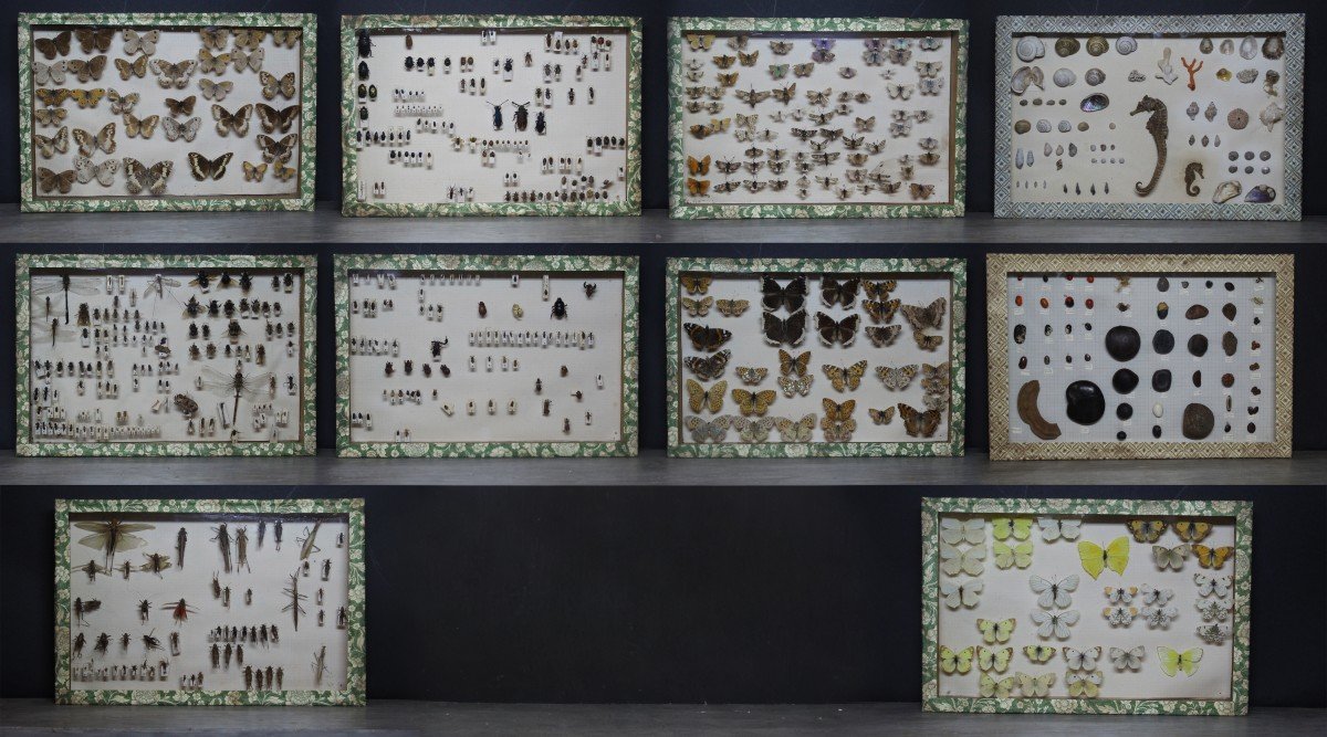 Great Vintage Entomological Collection