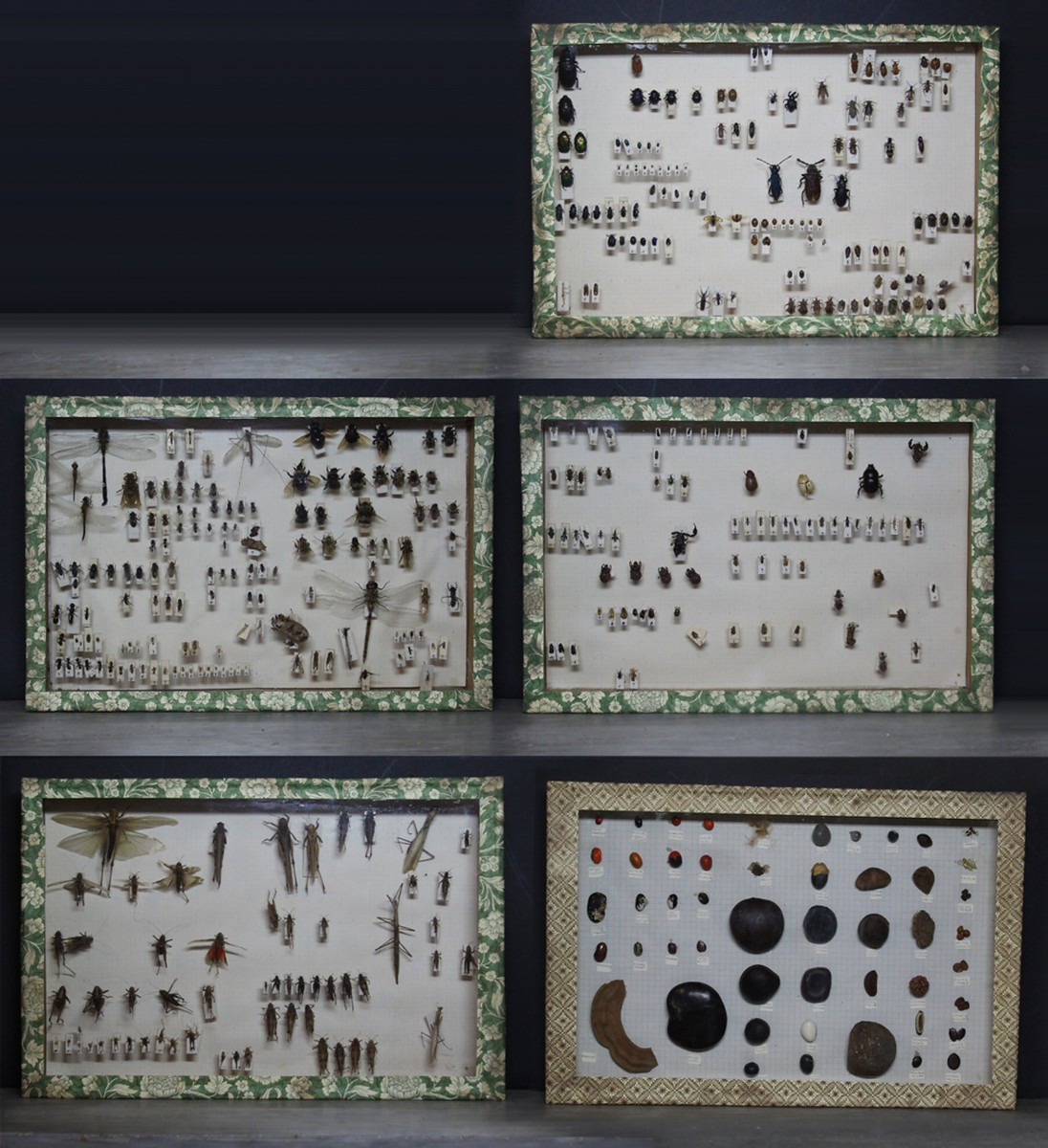 Grande Collection Entomologique Vintage