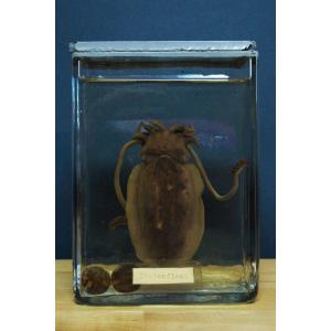 Squid Prepared In Museum Educational Formalin