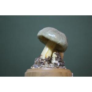 Cortinarius Croceus Mushrooms, Vintage Botanical Collectible Educational Model