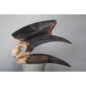 Crâne De Calao, Spécimen Ostéologique De Taxidermie.