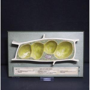 Modèle pédagogique vintage Somso, cellules végétales