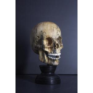 Vanitas, Tamarind Wood And Bone