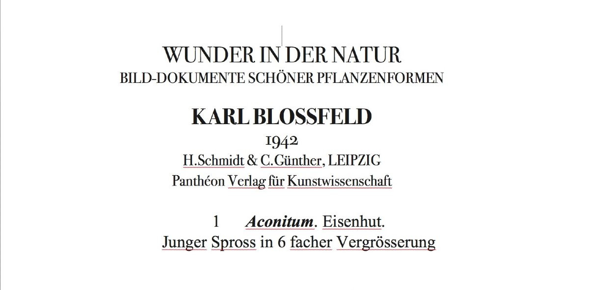 Karl BLOSSFELDT Wunder in der Natur, Héliogravure sur papier, 1942, Planche No. 1-photo-2