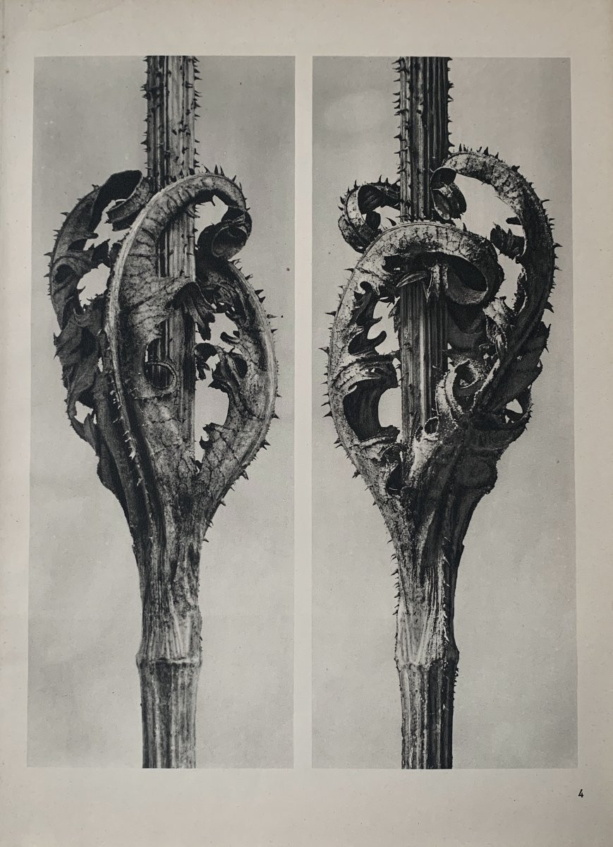 Karl Blossfeldt  Wunder In Der Natur, Photogravure, 1942, Plate#  4-photo-2