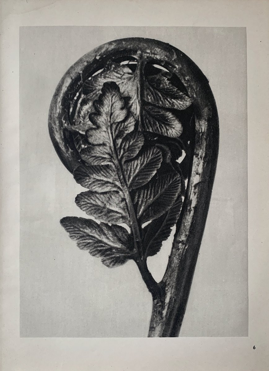 Karl BLOSSFELDT Wunder in der Natur, Héliogravure sur papier, 1942, Planche No. 6-photo-2