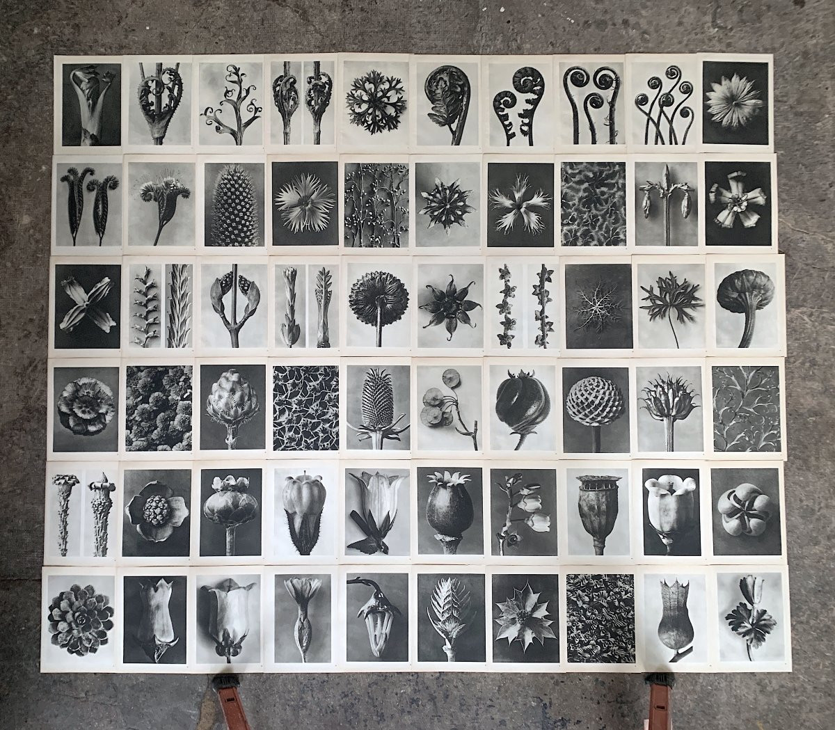 Karl BLOSSFELDT Wunder in der Natur, Héliogravure sur papier, 1942, Planche No. 6-photo-1