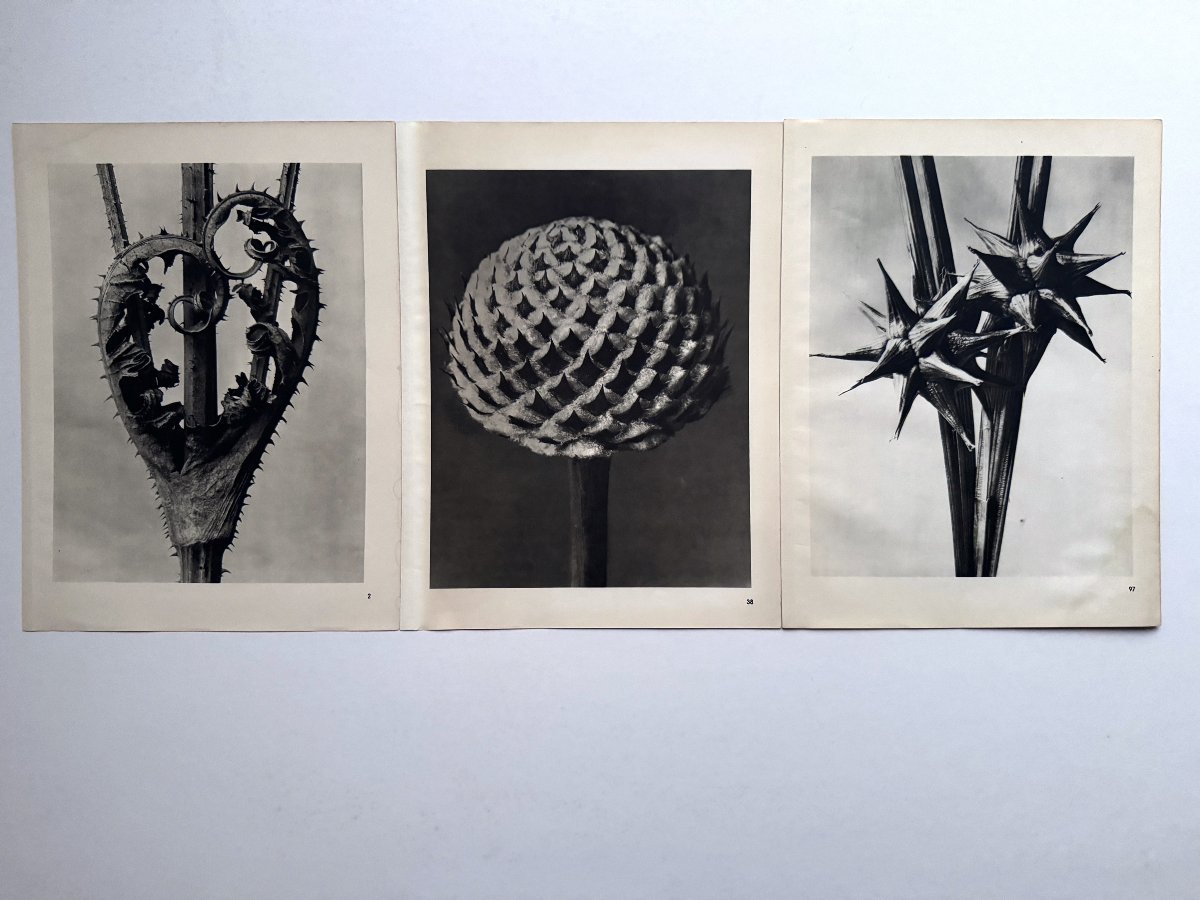 Karl BLOSSFELDT, Photogravure, Wunder in der Natur, 1942, Planche No. 38-photo-2