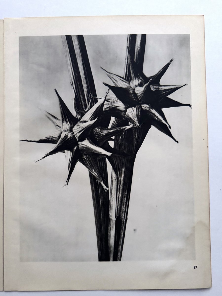 Karl BLOSSFELDT, Héliogravure sur papier,  Wunder in der Natur, 1942, Planche No. 97