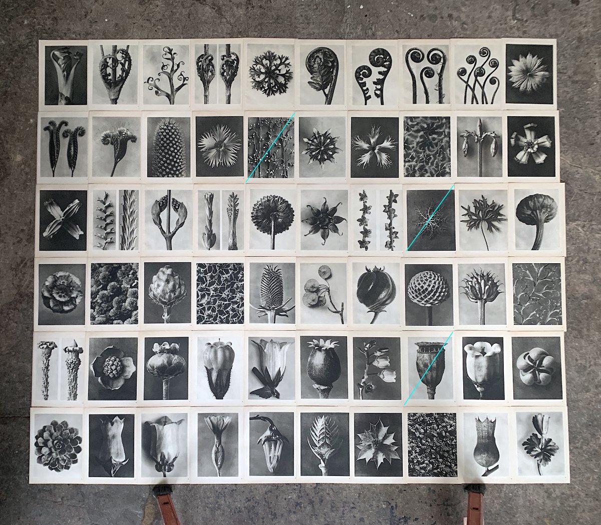 Karl Blossfeldt, Heliogravure On Paper, *wunder In Der Natur*, 1942, Plate No. 50-photo-3