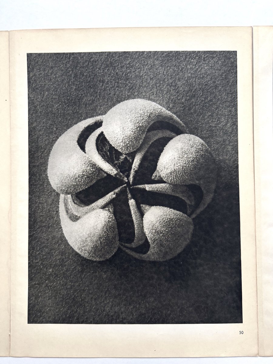 Karl Blossfeldt, Heliogravure On Paper, *wunder In Der Natur*, 1942, Plate No. 50