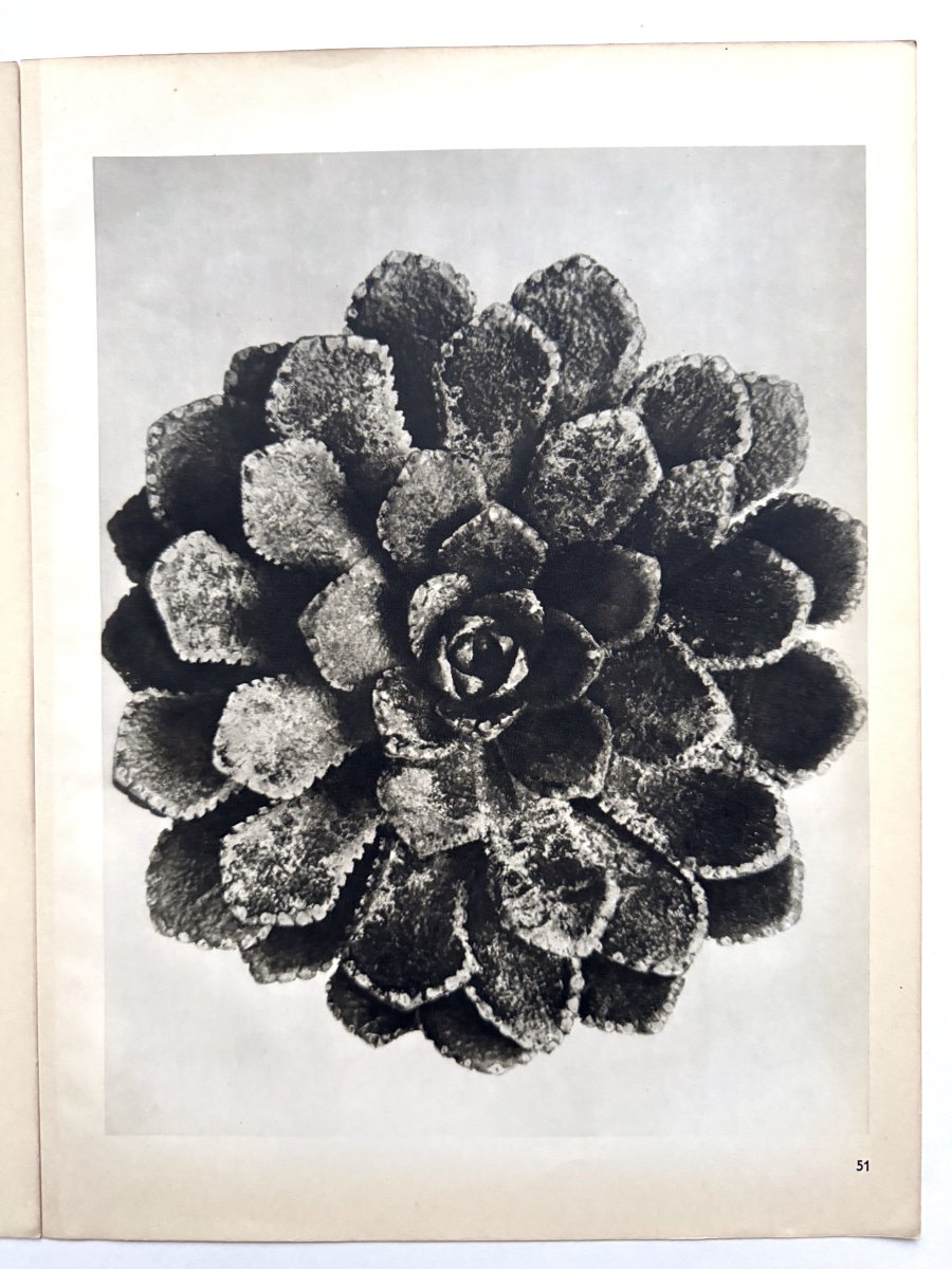 Karl BLOSSFELDT, Héliogravure sur papier,  Wunder in der Natur, 1942, Planche No. 51