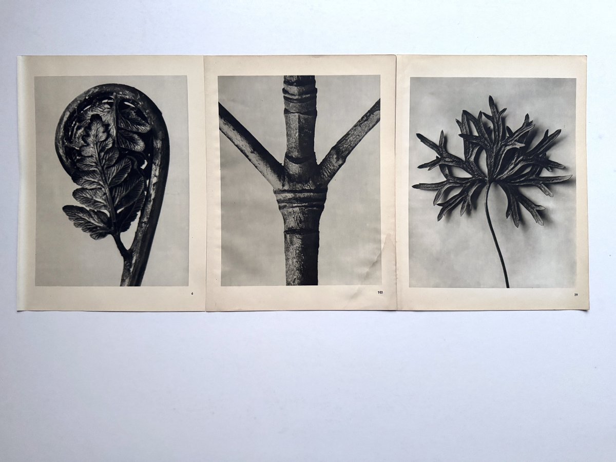 Karl Blossfeldt, Heliogravure On Paper, *wunder In Der Natur*, 1942, Plate No. 103-photo-2