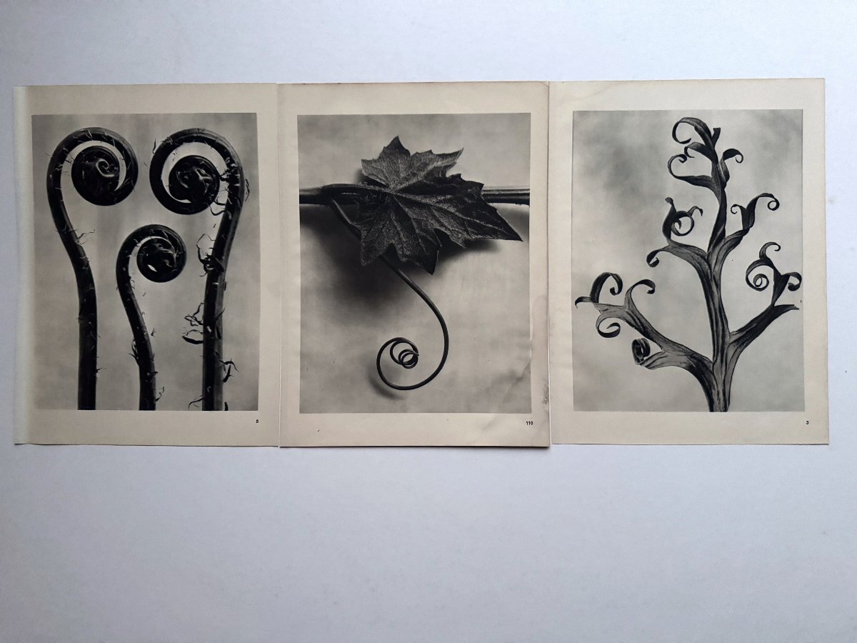 Karl Blossfeldt, Heliogravure On Paper, *wunder In Der Natur*, 1942, Plate No. 110-photo-2