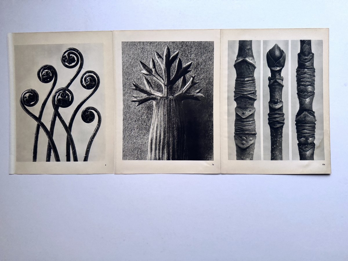 Karl Blossfeldt, Heliogravure On Paper, *wunder In Der Natur*, 1942, Plate No. 76-photo-2