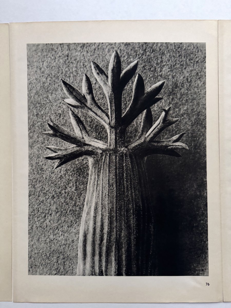 Karl Blossfeldt, Heliogravure On Paper, *wunder In Der Natur*, 1942, Plate No. 76
