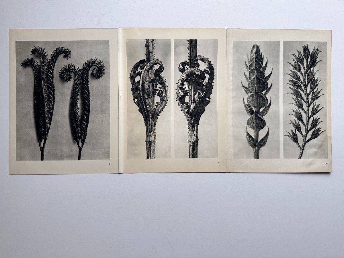  Karl Blossfeldt, Heliogravure On Paper, *wunder In Der Natur*, 1942, Plate No. 100-photo-2