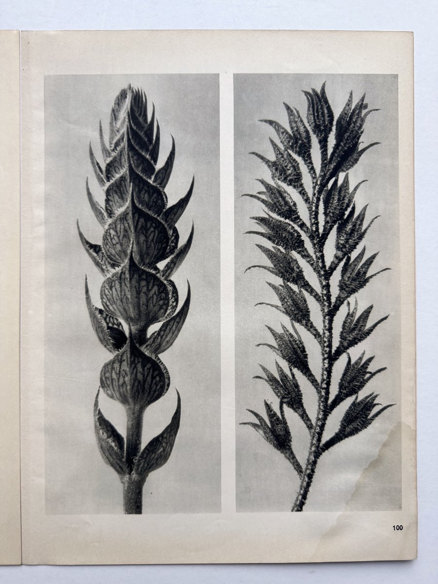  Karl Blossfeldt, Heliogravure On Paper, *wunder In Der Natur*, 1942, Plate No. 100