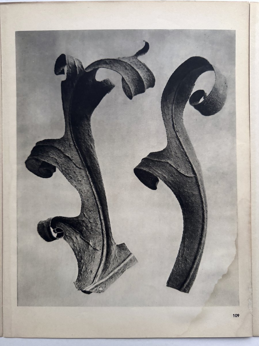  Karl Blossfeldt, Heliogravure On Paper, *wunder In Der Natur*, 1942, Plate No. 109