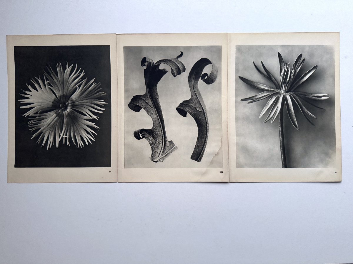 Karl Blossfeldt, Heliogravure On Paper, *wunder In Der Natur*, 1942, Plate No. 92-photo-2