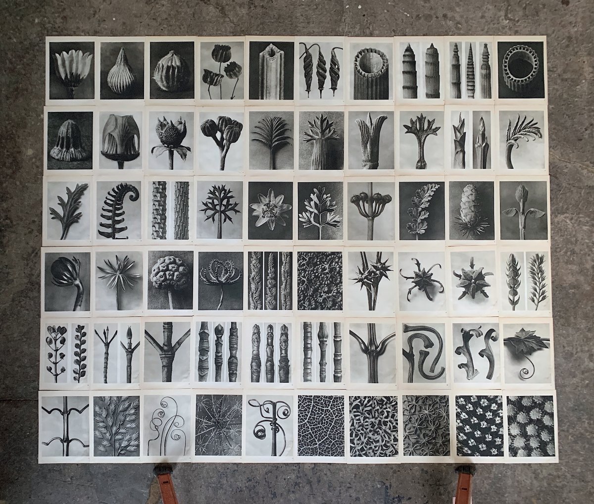 Karl Blossfeldt, Heliogravure On Paper, *wunder In Der Natur*, 1942, Plate No. 92-photo-3