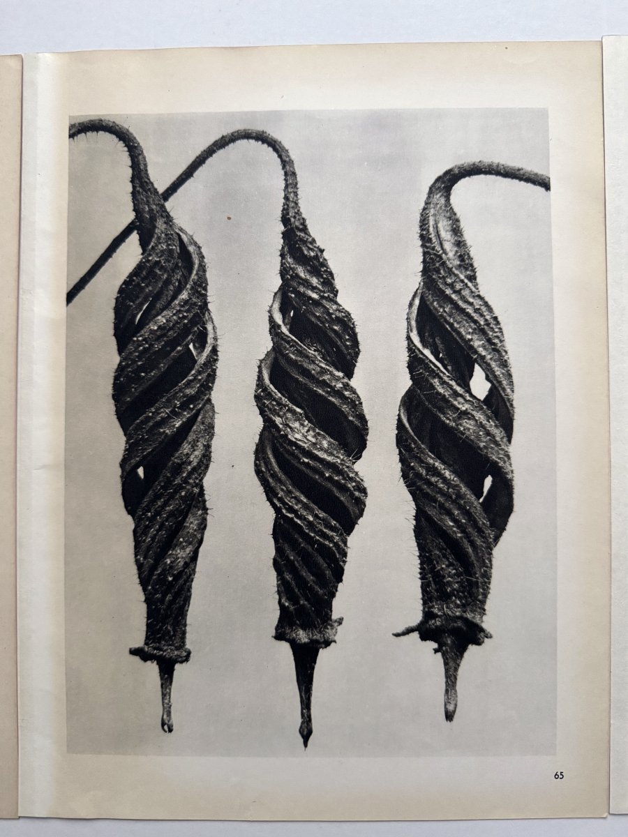 Karl Blossfeldt, Heliogravure On Paper, *wunder In Der Natur*, 1942, Plate No. 65