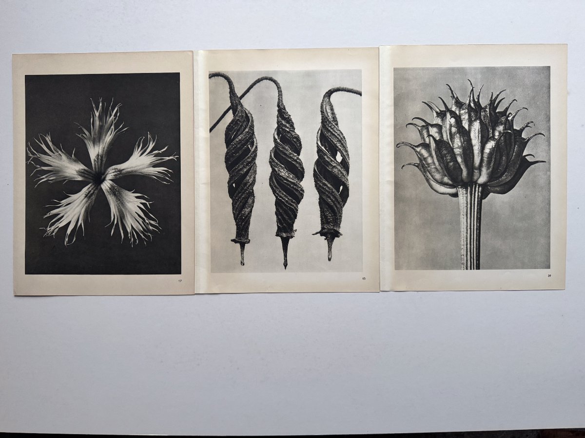 Karl Blossfeldt, Heliogravure On Paper, *wunder In Der Natur*, 1942, Plate No. 39-photo-2