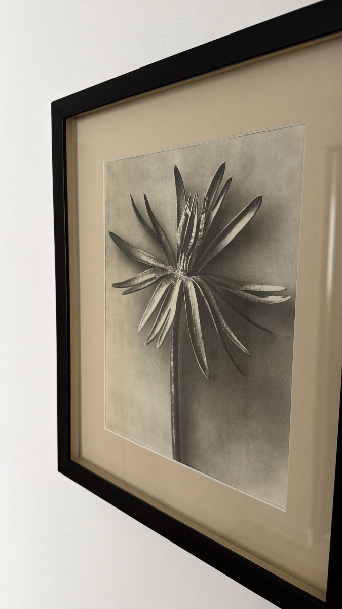 Karl Blossfeldt, Heliogravure On Paper, *wunder In Der Natur*, 1942, Plate No. 20-photo-2