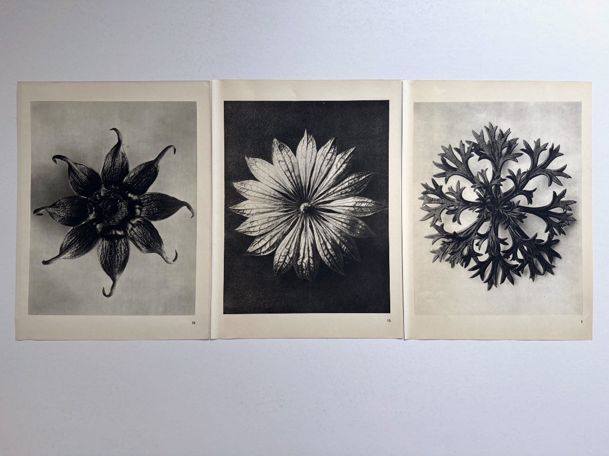Karl Blossfeldt , Photogravure, Wunder In Der Natur, 1942, Plate # 10-photo-2