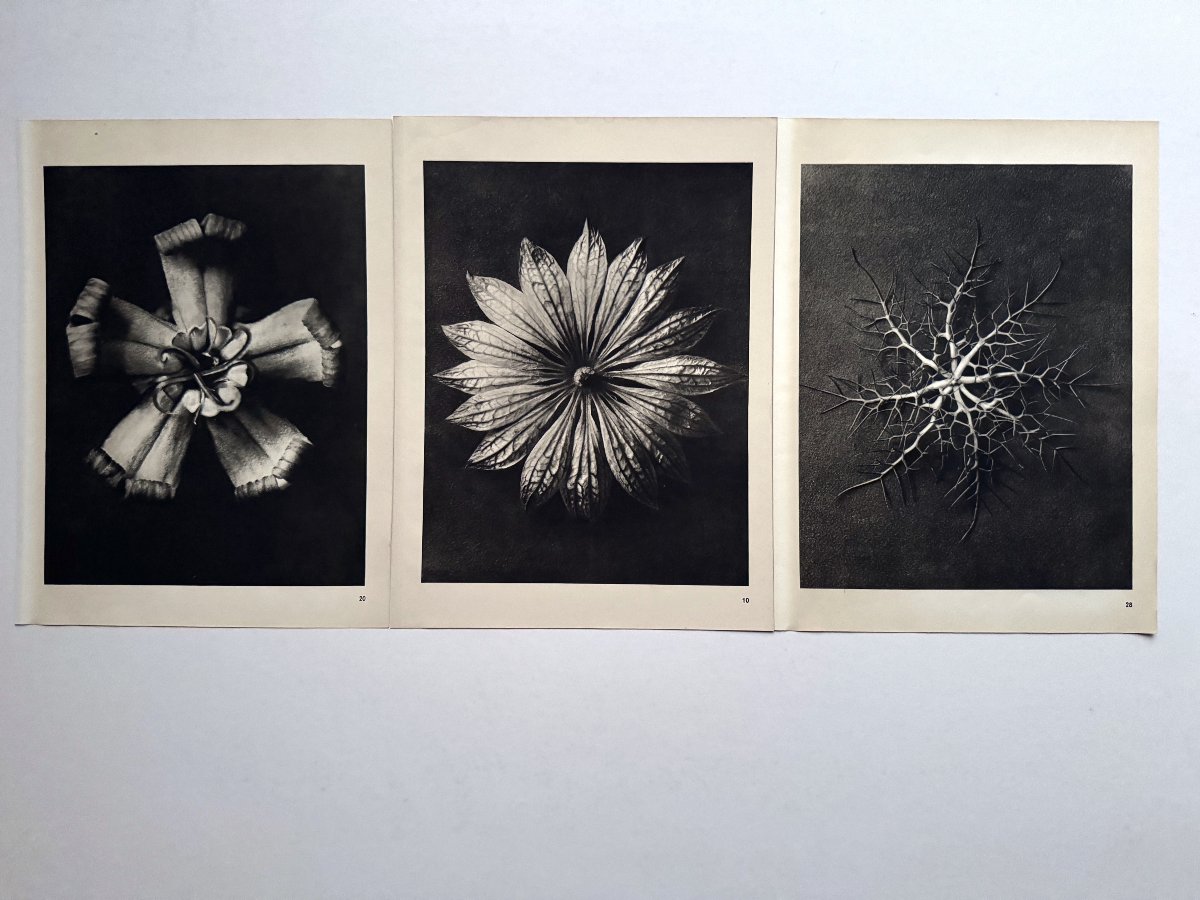 Karl Blossfeldt, Heliogravure On Paper, *wunder In Der Natur*, 1942, Plate No. 10-photo-2