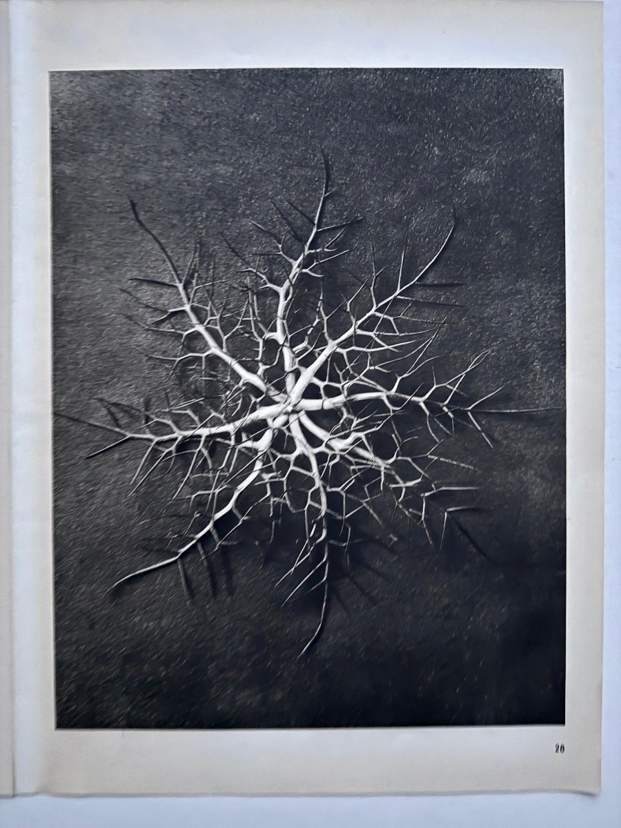  Karl Blossfeldt, Heliogravure On Paper, *wunder In Der Natur*, 1942, Plate No. 28