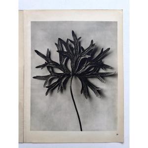 Karl BLOSSFELDT, Héliogravure sur papier, Wunder in der Natur, 1942, Planche No. 29