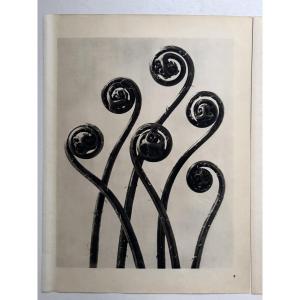 Karl BLOSSFELDT, Héliogravure sur papier, Wunder in der Natur, 1942, Planche No. 9