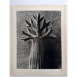 Karl BLOSSFELDT, Héliogravure sur papier, Wunder in der Natur, 1942, Planche No. 76