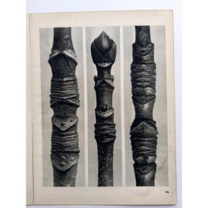 Karl BLOSSFELDT, Héliogravure sur papier, Wunder in der Natur, 1942, Planche No. 104