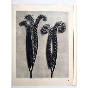 Karl BLOSSFELDT, Héliogravure sur papier, Wunder in der Natur, 1942, Planche No. 11