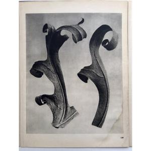 Karl Blossfeldt, Heliogravure On Paper, *wunder In Der Natur*, 1942, Plate No. 109