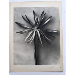 Karl Blossfeldt, Heliogravure On Paper, *wunder In Der Natur*, 1942, Plate No. 92