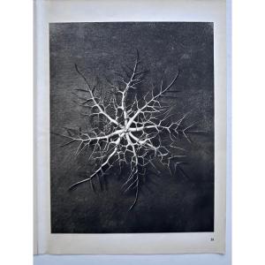  Karl Blossfeldt, Heliogravure On Paper, *wunder In Der Natur*, 1942, Plate No. 28