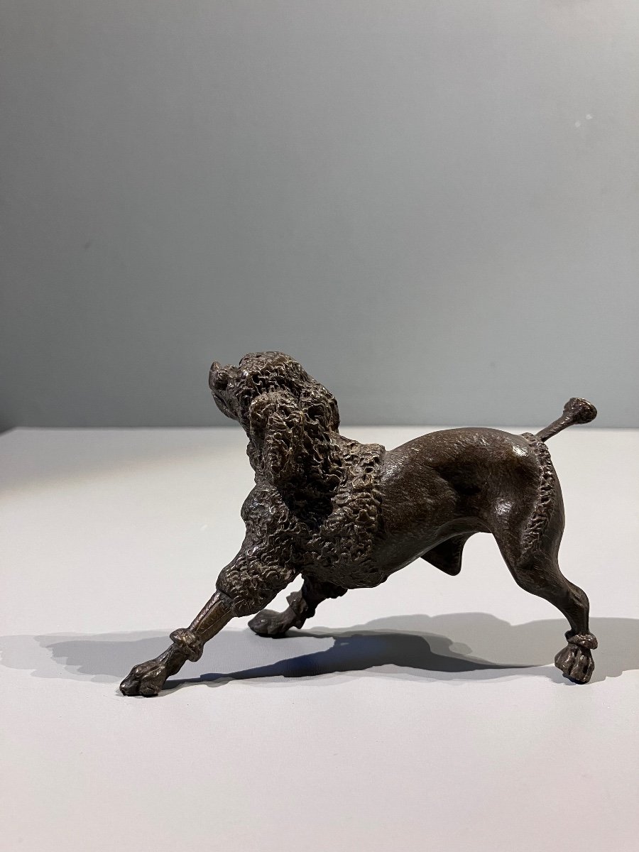 Royal Bronze Poodle 19th Century-photo-3