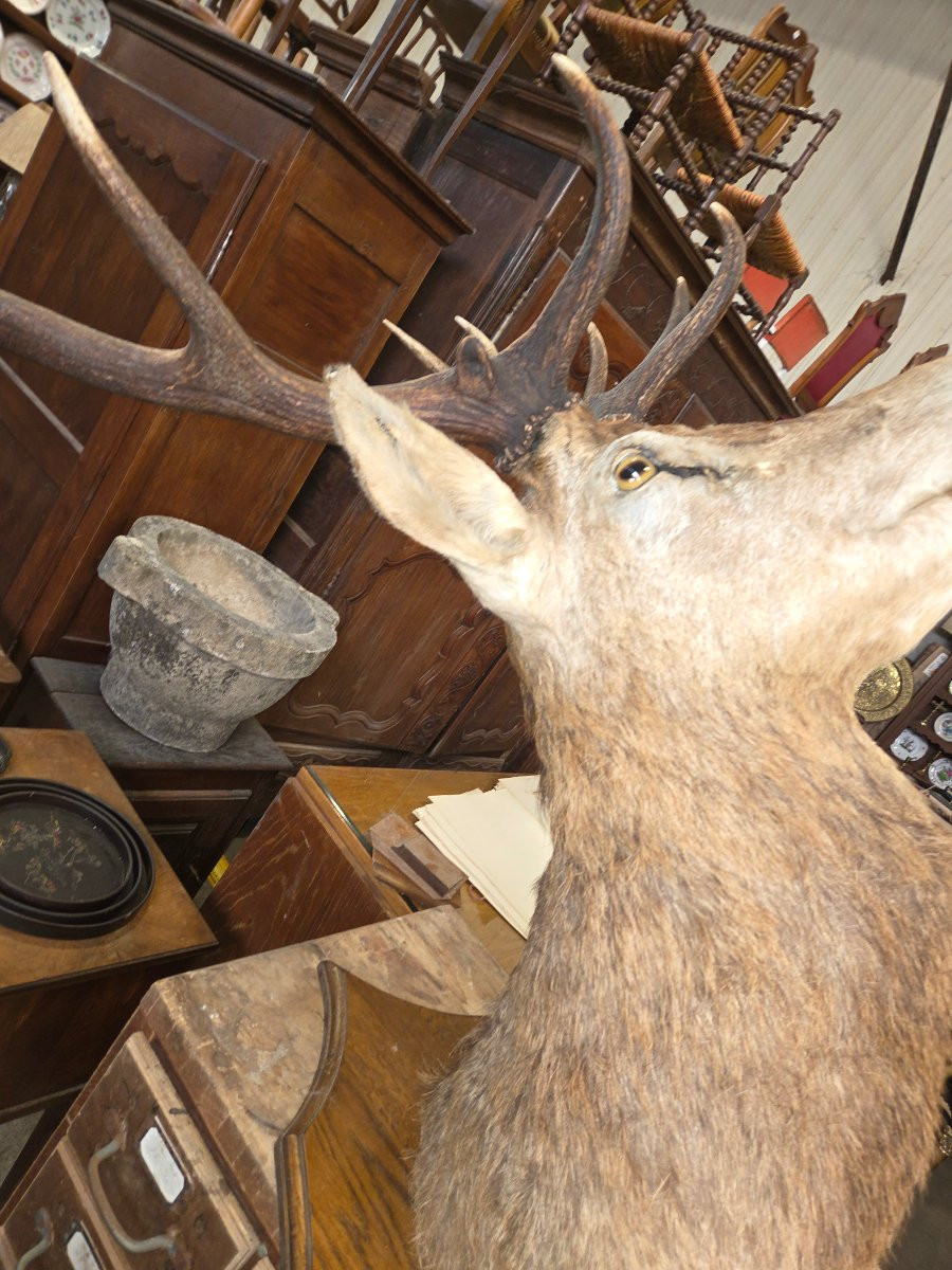 Mounted Deer Head (killed In 1998, Weighed 385kg)-photo-2