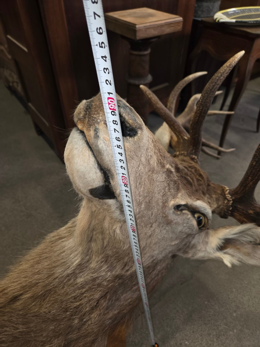 Mounted Deer Head (killed In 1998, Weighed 385kg)-photo-3
