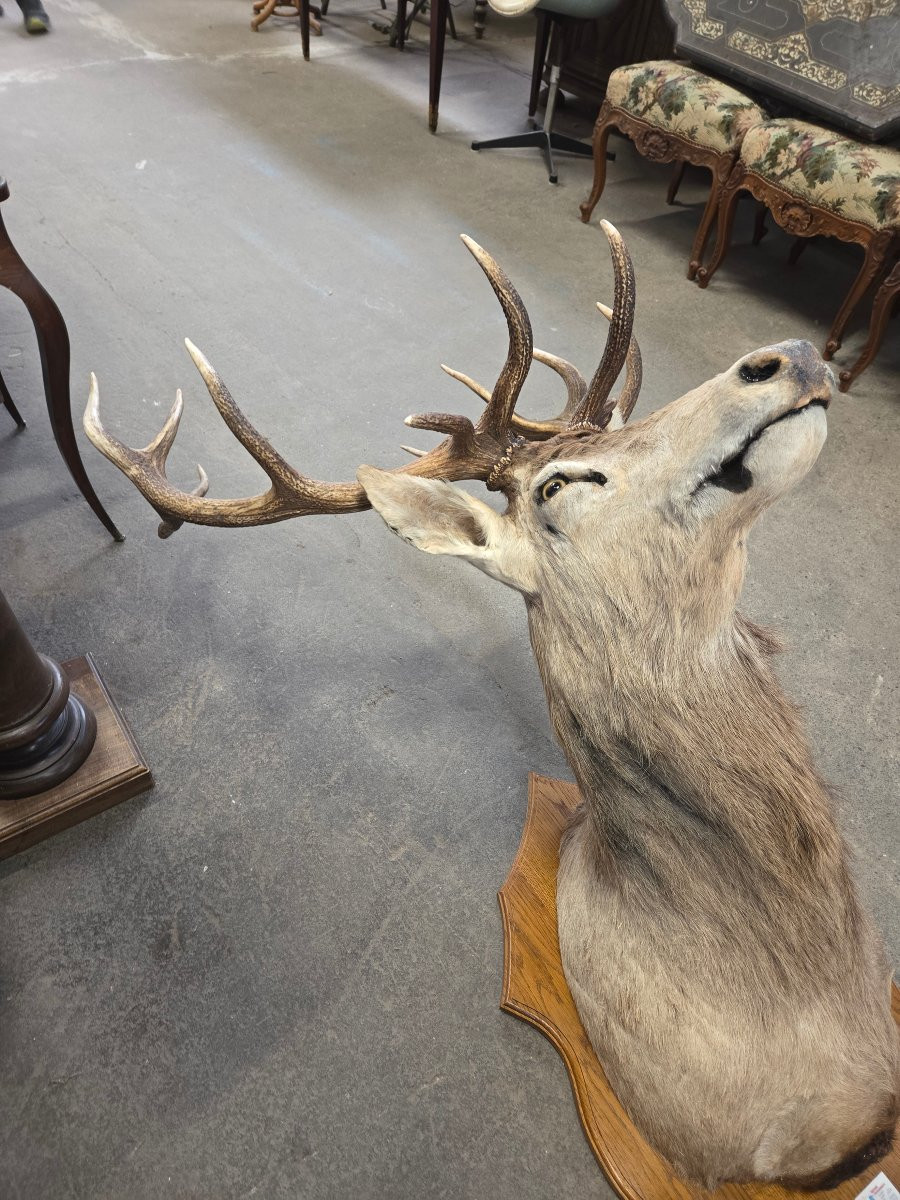 Mounted Deer Head (killed In 1998, Weighed 385kg)-photo-5