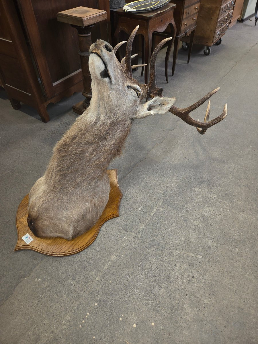 Mounted Deer Head (killed In 1998, Weighed 385kg)-photo-7