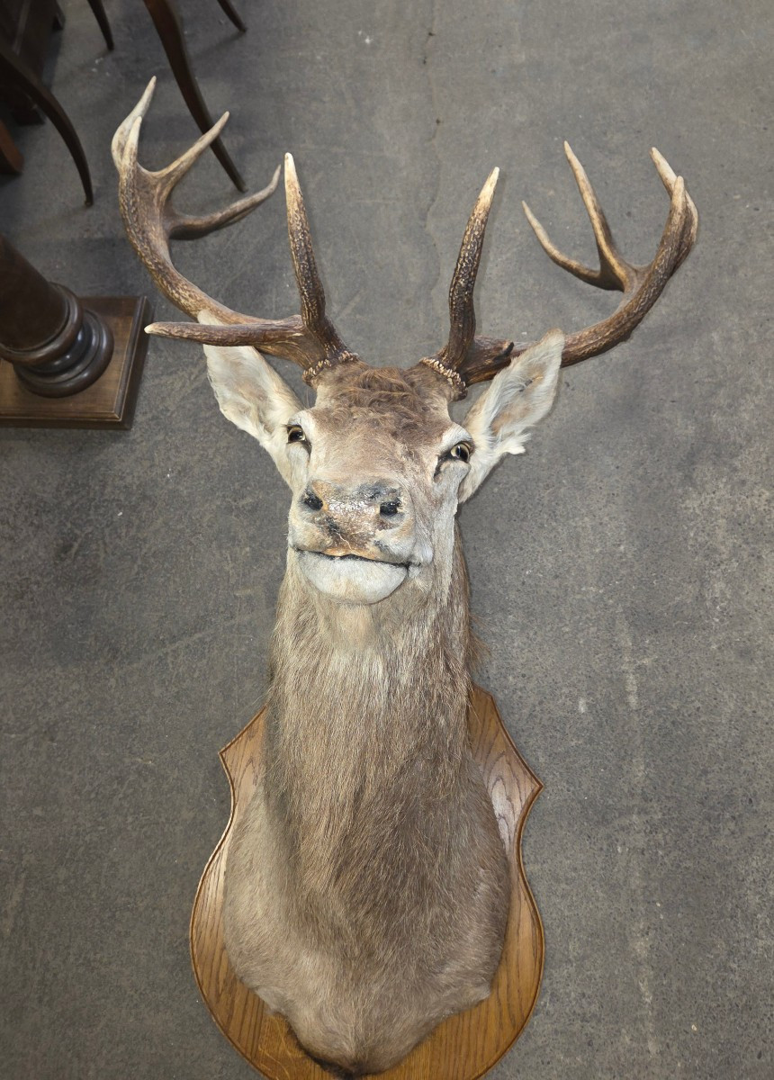 Mounted Deer Head (killed In 1998, Weighed 385kg)
