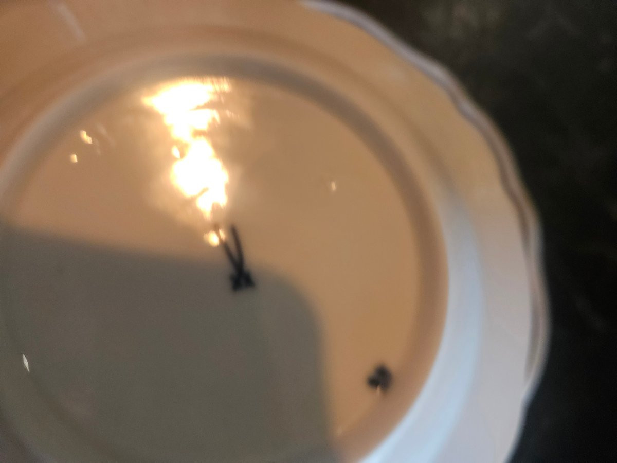  Meissen Porcelain Dessert Plates, Blue Onion Pattern -photo-5