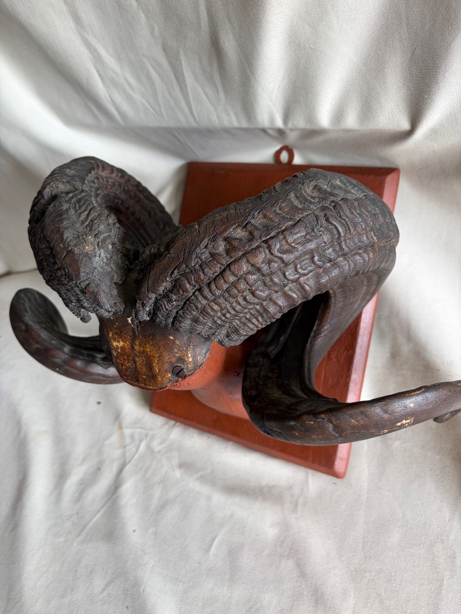 Trophy, Ram's Horns-photo-3