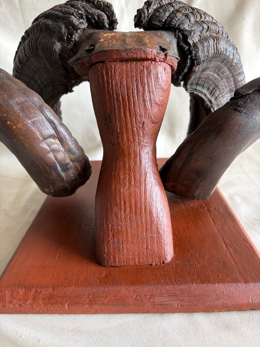 Trophy, Ram's Horns-photo-3