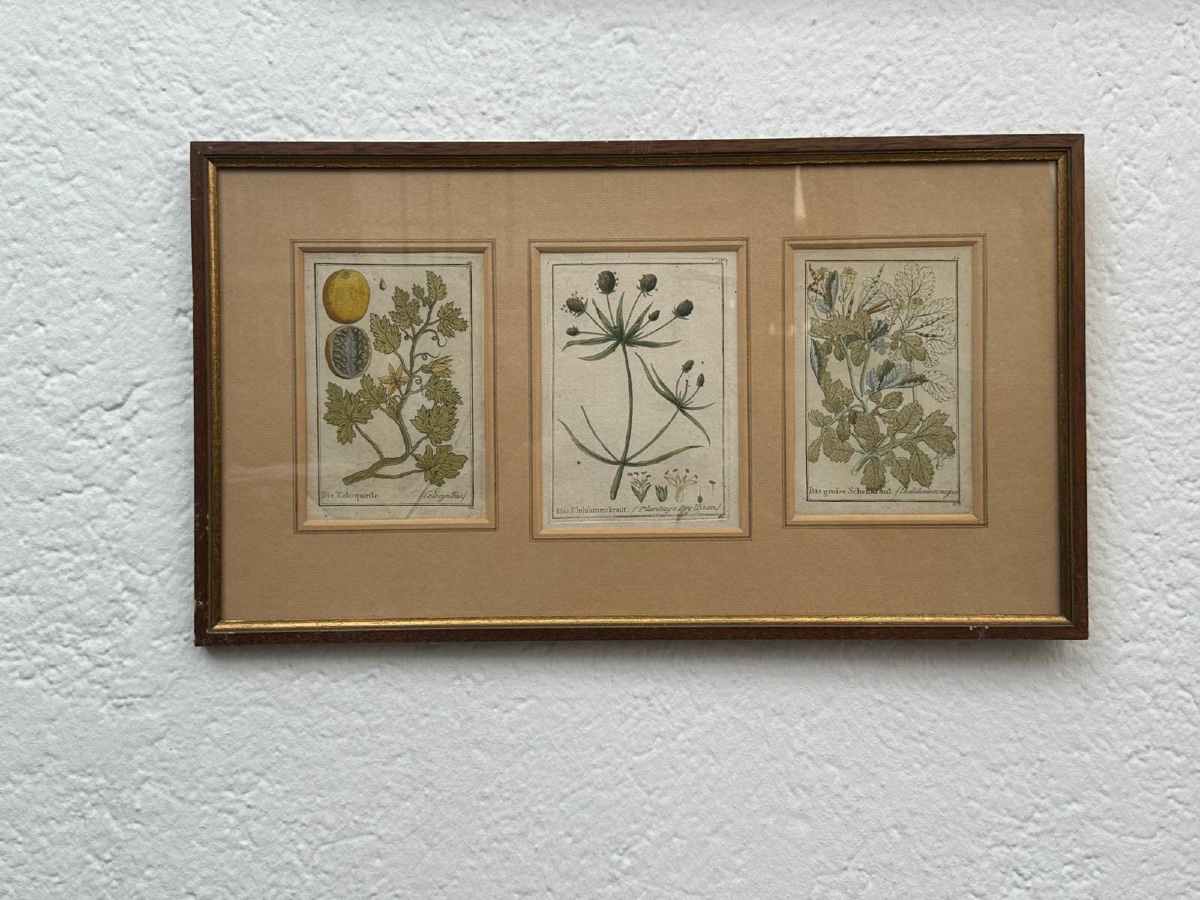 Original 18th-century German Copper Engravings, Hand-colored.-photo-2
